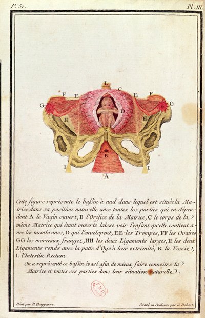 Cross-sectional Diagram of the Womb, from a Book by Madame Angelique Le Boursier du Coudray, engraved by J. Robert by P. Chapparre